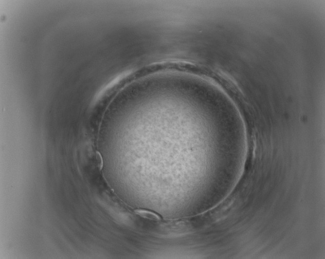 X0000063531159200601271854