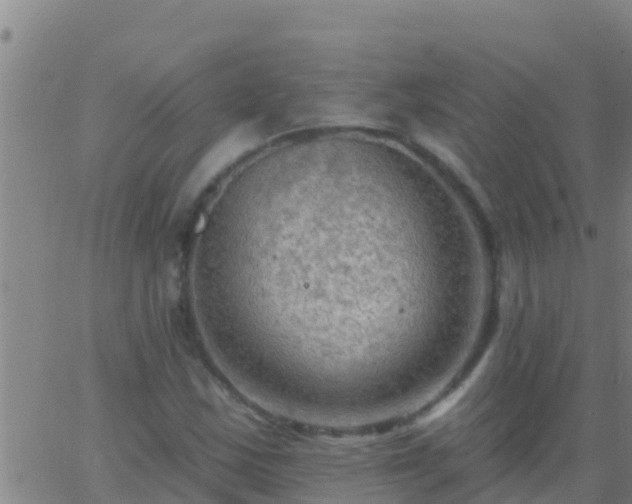 X0000063531163200601271854