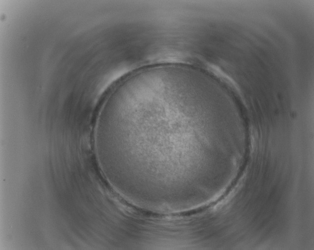 X0000063531166200601271854