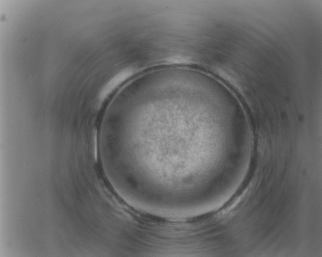 X0000063531171200601271853