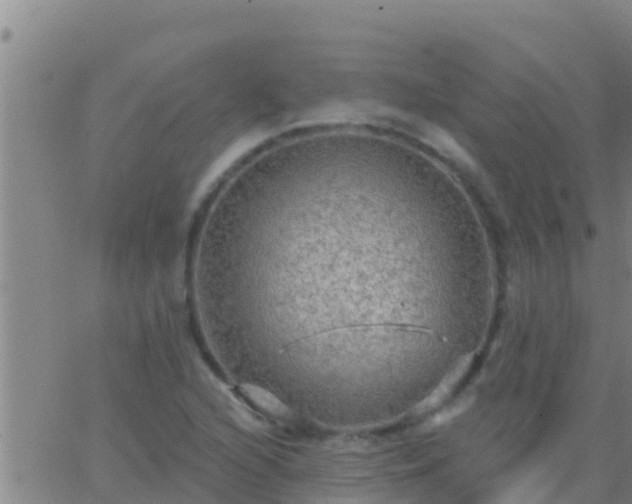 X0000063531216200601271852