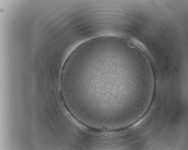 X0000063531236200601271853