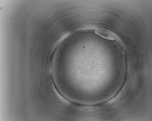 X0000063531241200601271853