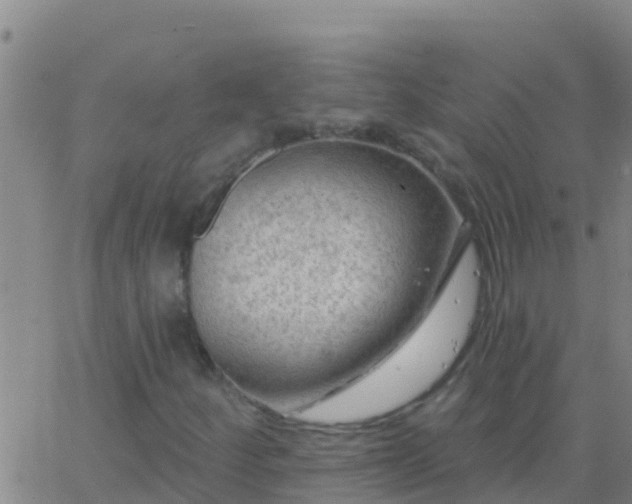 X0000063531252200601271852