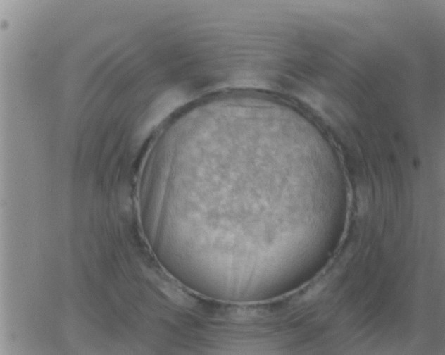 X0000063531266200601271852