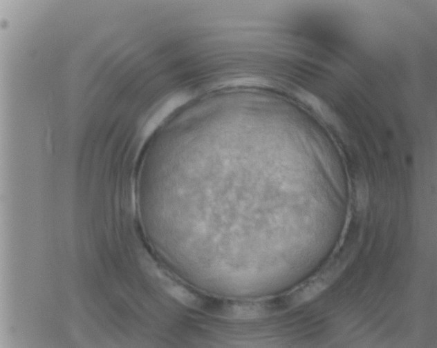 X0000063531274200601271852