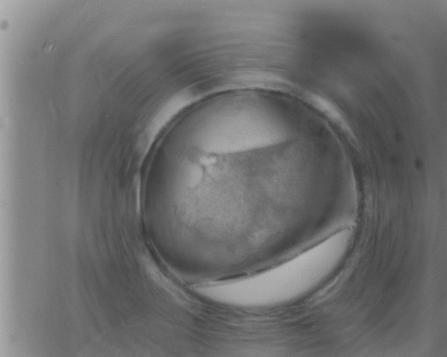 X0000063531275200601271852