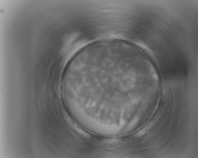 X0000063531278200601271852