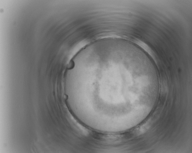 X0000063531290200601271852