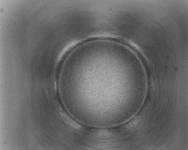 X0000063531408200601271849