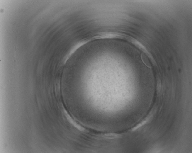 X0000063531417200601271849