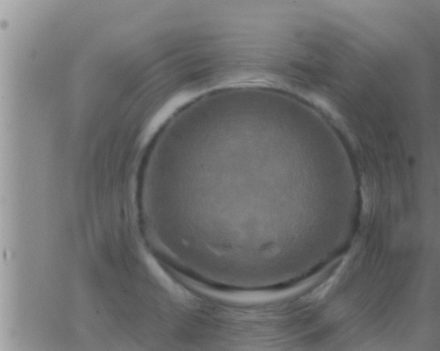 X0000063531422200601271850