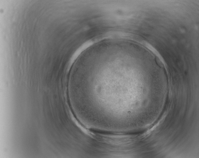 X0000063531437200601271850