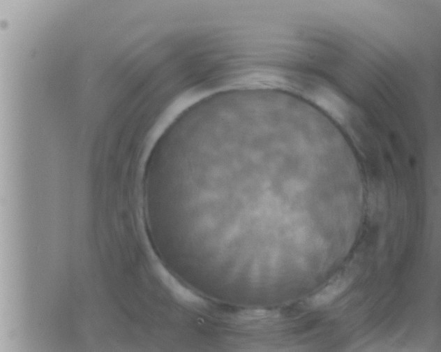 X0000063531478200601271848