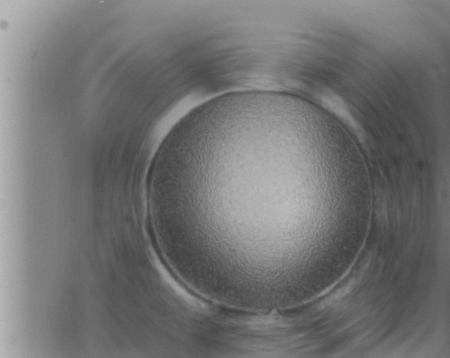 X0000063531479200601271848