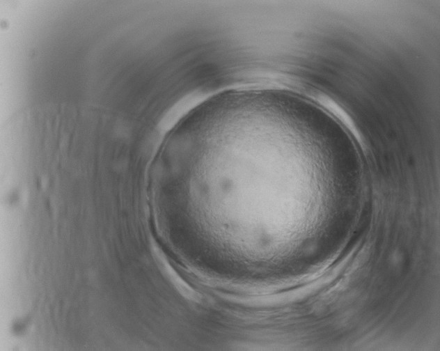 X0000063531485200601271848