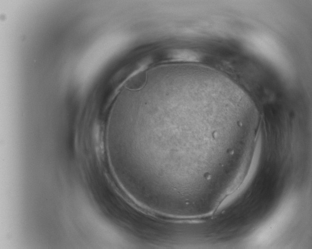 X0000063531487200601271848