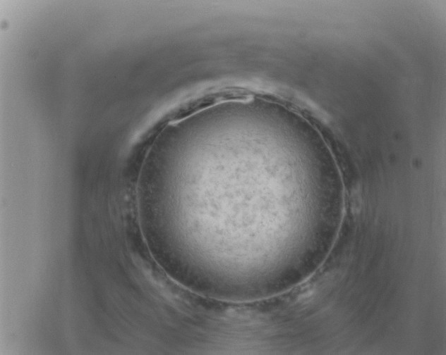 X0000063531496200601271848