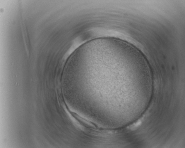 X0000063531521200601271848