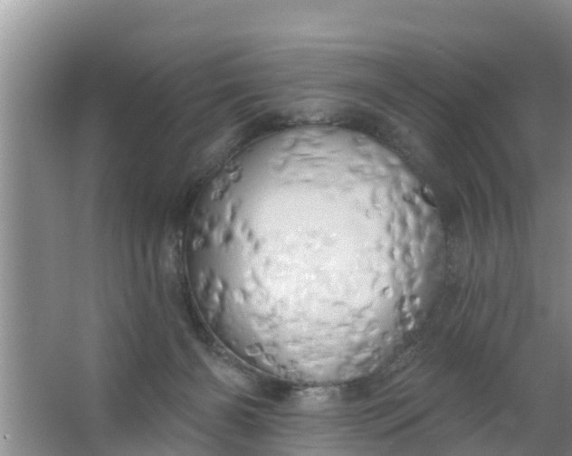 X0000063530126200602032146