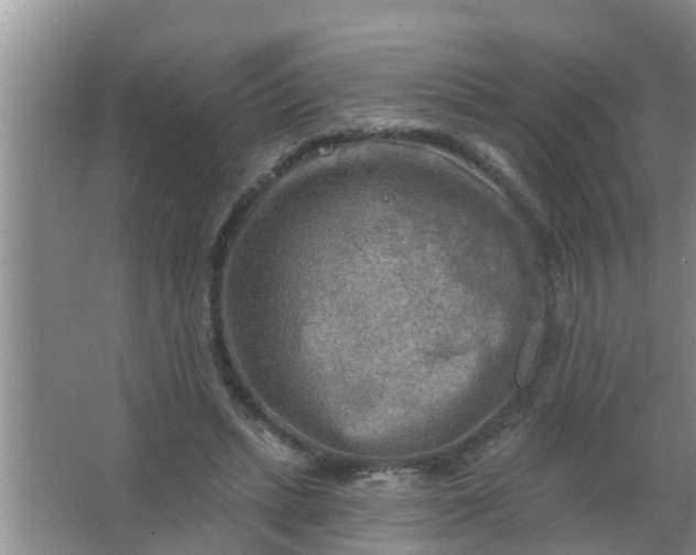 X0000063530447200602032140