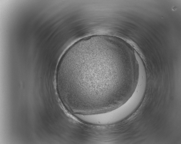 X0000063530904200602032133