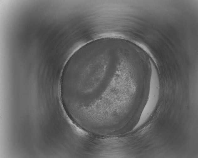 X0000063530999200602032131