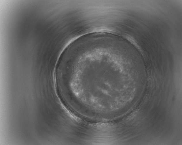 X0000063531032200602032131