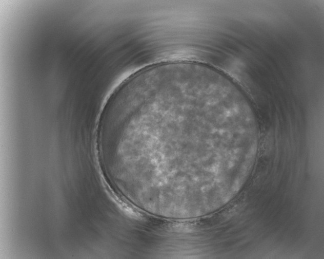 X0000063531086200602032130