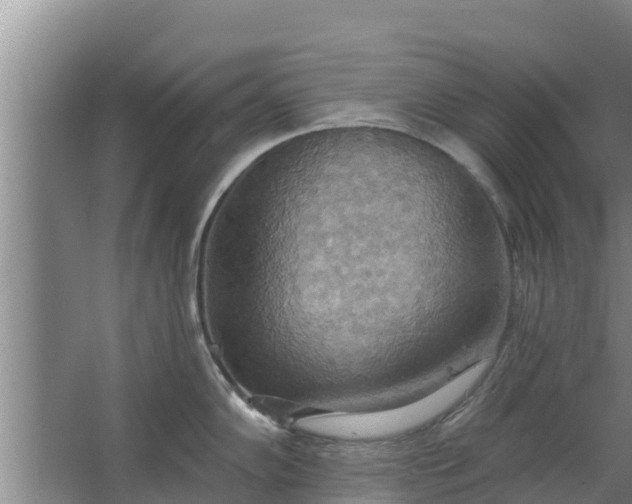 X0000063531102200602032129