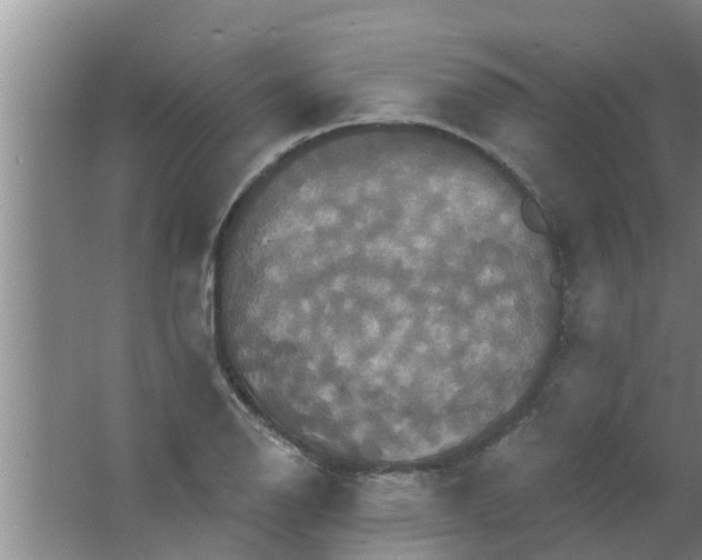 X0000063531126200602032129