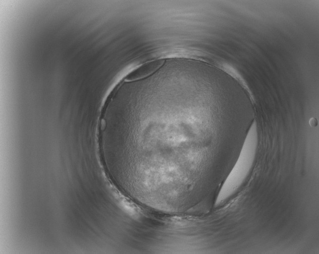 X0000063531138200602032129