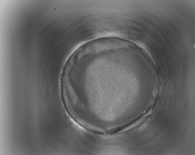 X0000063531151200602032129