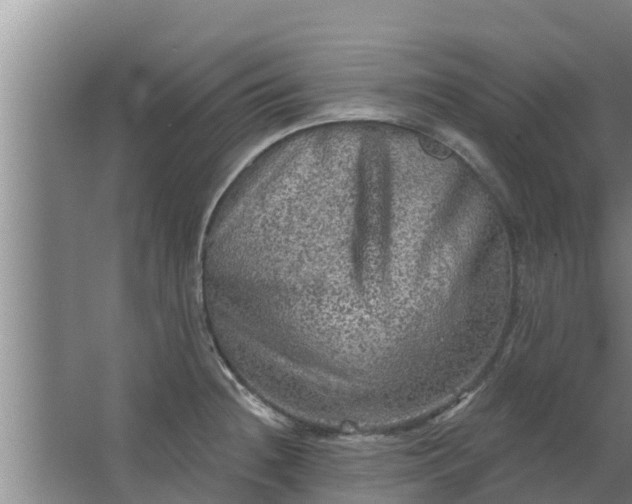 X0000063531236200602032128