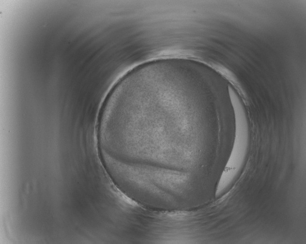 X0000063531288200602032126