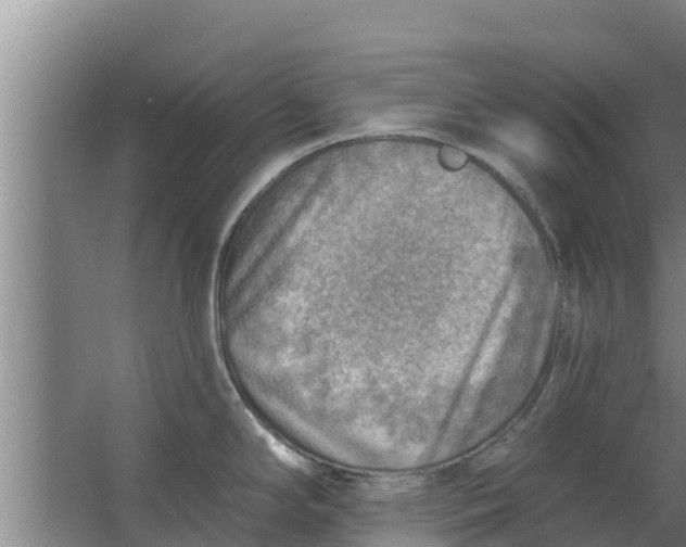 X0000063531294200602032126