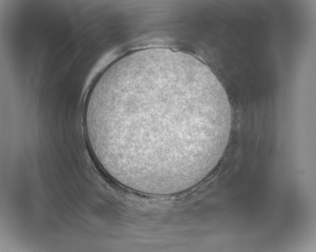 X0000063530004200602102029