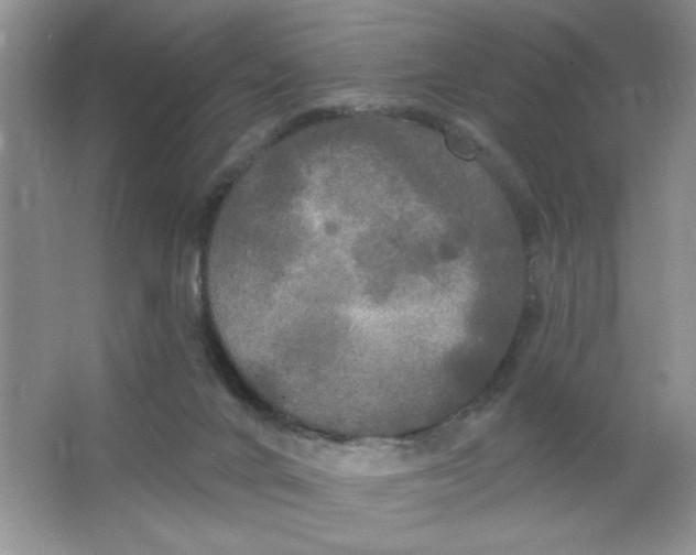 X0000063530024200602102029