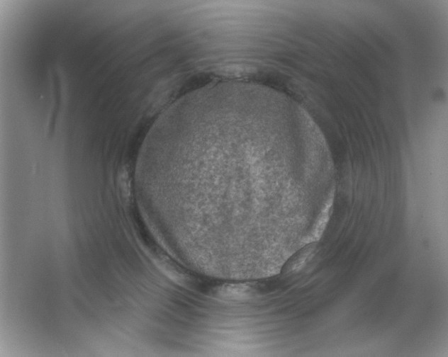 X0000063530086200602102029