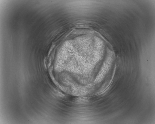 X0000063530094200602102029