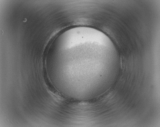 X0000063530204200602102026