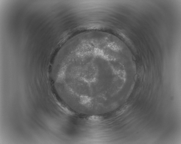 X0000063530261200602102025