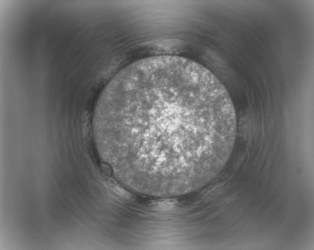 X0000063530318200602102024