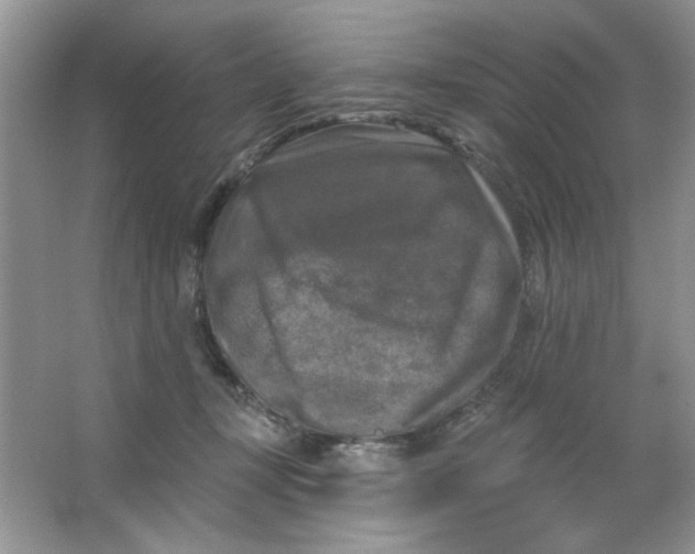 X0000063530367200602102024