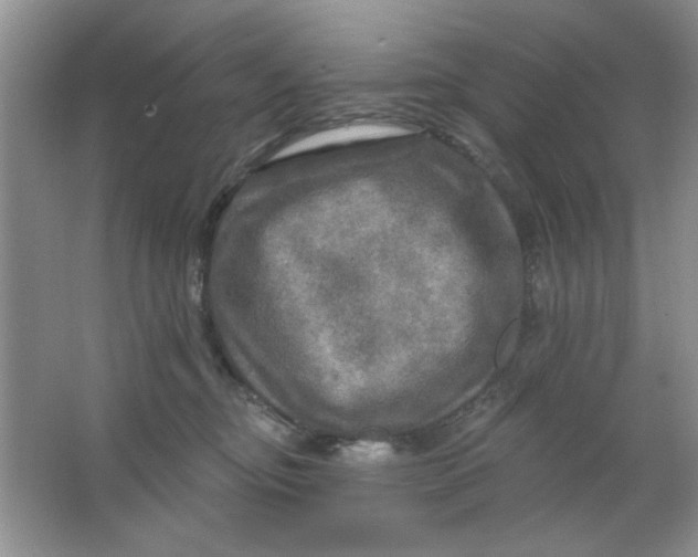 X0000063530374200602102024