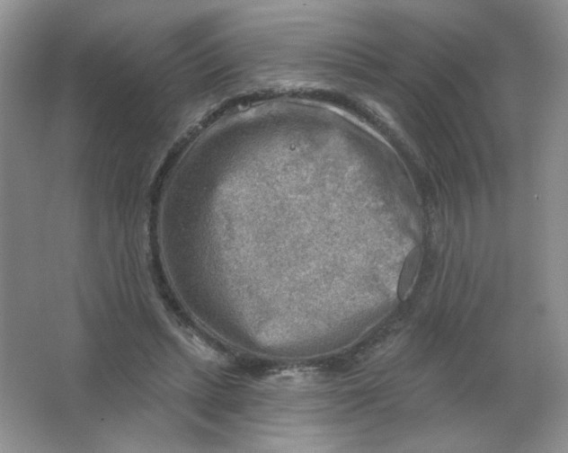 X0000063530447200602102022