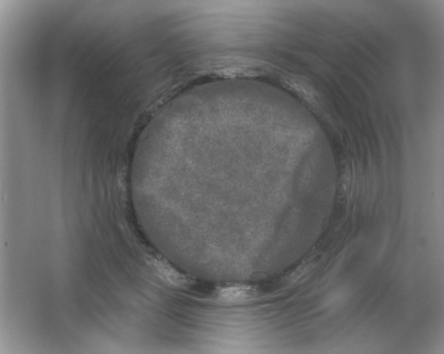 X0000063530461200602102022