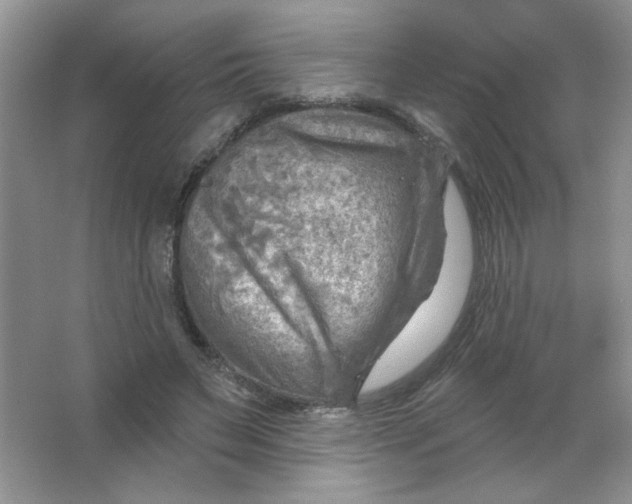 X0000063530495200602102021