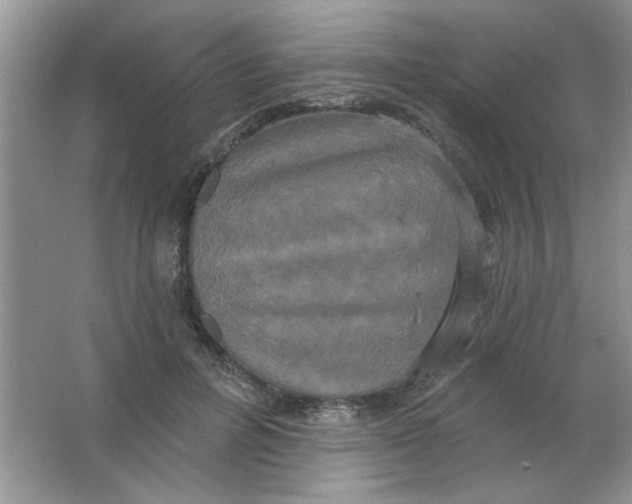 X0000063530600200602102019