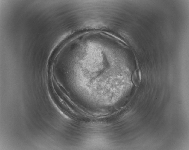 X0000063530630200602102018